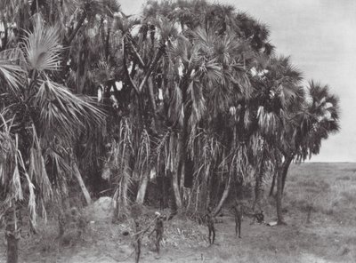 Afrika: Nuer-jägare i en palmträdgård (svartvitt foto) av Hugo Adolf Bernatzik