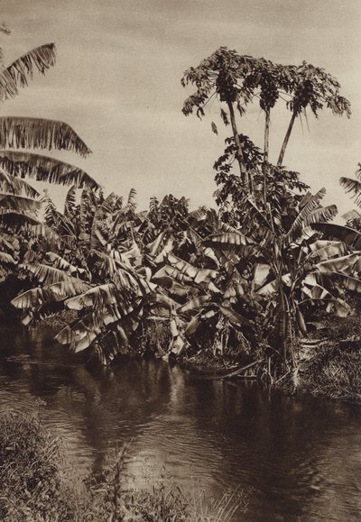 Mexiko: Bananer och papayor, Vera Cruz State (svartvitt foto) av Hugo Brehme