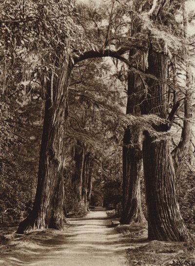 Mexiko: Capital Mejico, Chapultepec Park, Alameda de los Filosofos (svartvitt foto) av Hugo Brehme