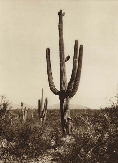 Mexiko: "Cereus giganteus" i omgivningarna kring Magdalena, delstaten Sonora (svartvitt foto) av Hugo Brehme