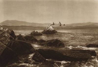 Mexiko: Manzanillos kust, Pelicanos, Colima State (svartvitt foto) av Hugo Brehme