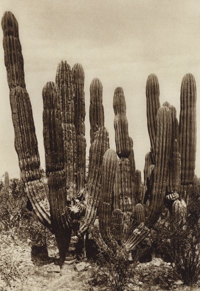 Mexiko: Guaymas, "Cereus Pringlei", Estado Sonora (svartvitt foto) av Hugo Brehme