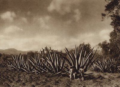 Mexiko: Tepepams omgivningar med agavefält (svartvitt foto) av Hugo Brehme