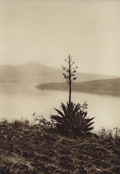 Mexiko: Stranden vid Chapalasjön med blommande agaver (svartvitt foto) av Hugo Brehme