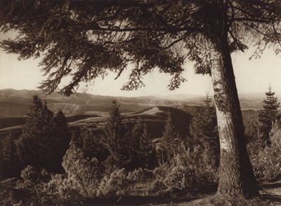 Mexiko: Nationalpark, Desierto de los Leones (svartvitt foto) av Hugo Brehme