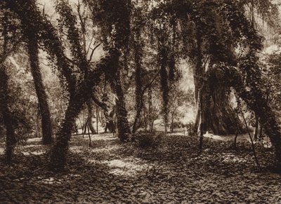 Mexiko: Idyllisk plats i parken Chapultepec (svartvitt foto) av Hugo Brehme