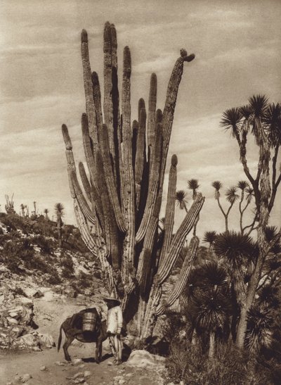 Mexiko: Salinas de Tehuacan med "Pilocereus Tetezo" (svartvitt foto) av Hugo Brehme