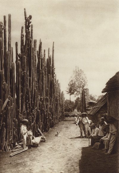 Mexiko: Santiago, karakteristisk bygata med kaktusar i form av pelare (svartvitt foto) av Hugo Brehme