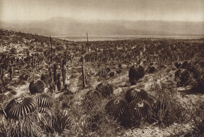 Mexiko: Sierra de Tehuacan, I den främre delen "Echinocactus grandis" (svartvitt foto) av Hugo Brehme