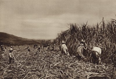 Mexiko: Tamasopo, skörd av sockerrör (svartvitt foto) av Hugo Brehme