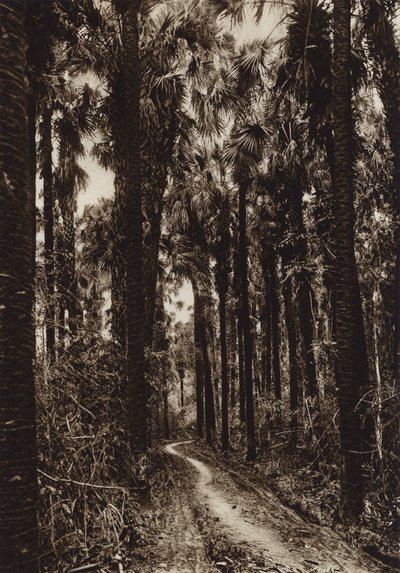 Mexiko: Tamasopo, Palmar (svartvitt foto) av Hugo Brehme