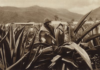 Mexiko: Tlachiquero suger pulque från en agaveplanta (svartvitt foto) av Hugo Brehme