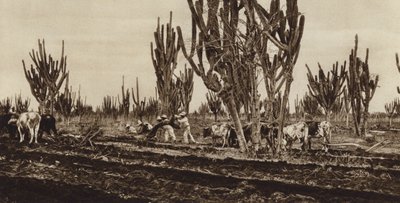 Mexiko: Fältarbete, delstaten Sinaloa (svartvitt foto) av Hugo Brehme
