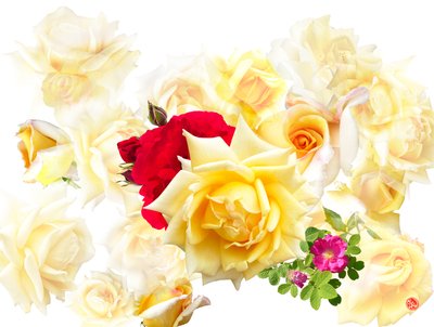 ROSEN DREAM av Hugo Nefe
