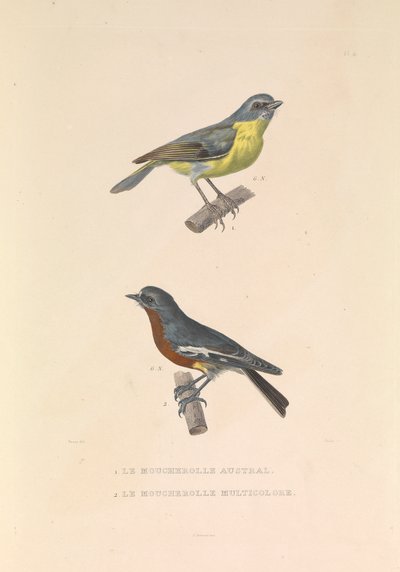 Den australiska flugsnapparen och flugsnapparen Multicolor av Hyacinthe Yves Philippe (1781 1846) Potentien