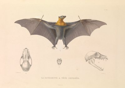 Der Graukopf-Flughund von Hyacinthe Yves Philippe (1781-1846) Potentien