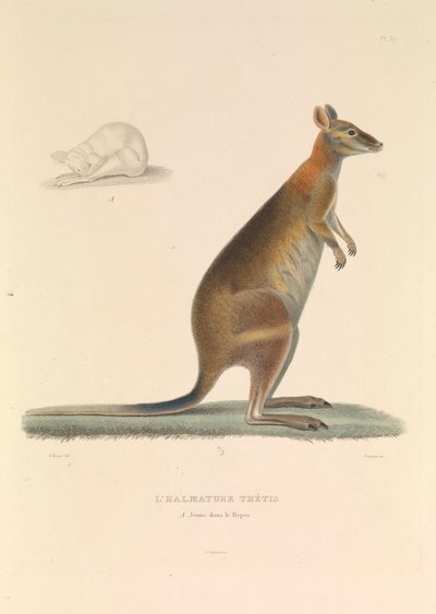 Der Halmature Thetis