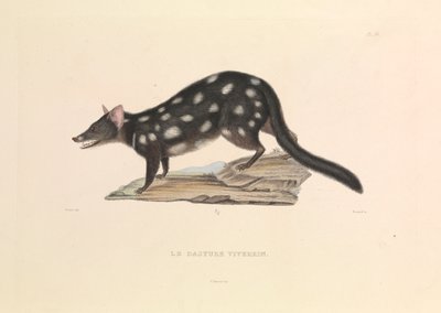 "Tvättbjörnen Dasyure av Hyacinthe Yves Philippe (1781 1846) Potentien