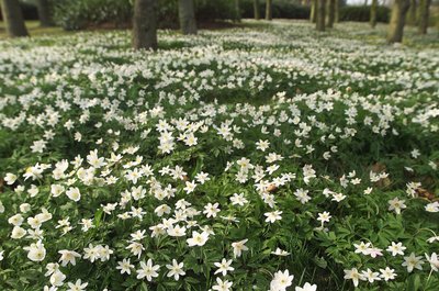 Vårblommande skogsanemoner av Ida Publishing