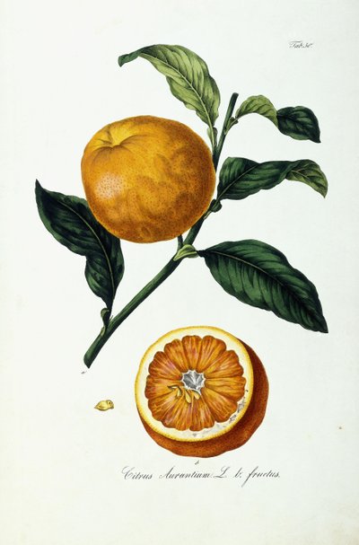 Orange frukt, citrus av Ignaz (after) Strenzl