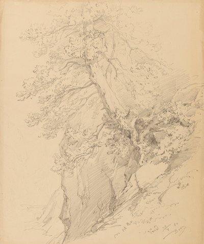 trädstudie av Ignaz Dorn