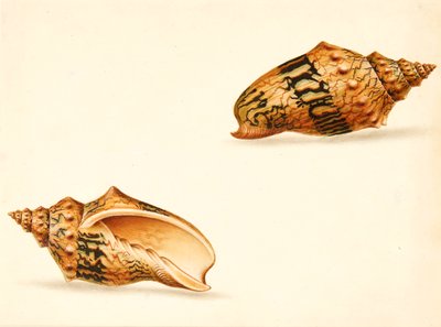 Shell-studie (blandade media) av Ignaz Von (manner of) Born