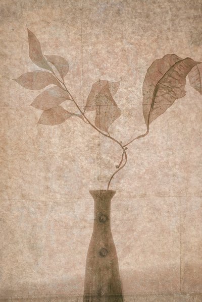 Delikata Sepia Botanicals av Igor Tokarev