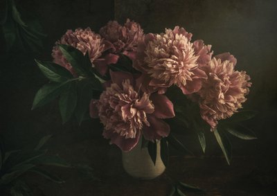 Eleganta rosa pioner av Igor Tokarev