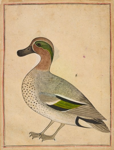 En grönvingad kricka, c.1730 av Indian School