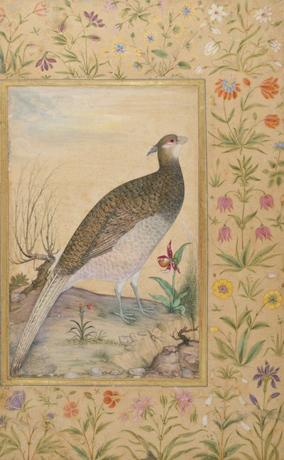 A Himalayan Cheer Pheasant, c.1620, bård c.1635 (ogenomskinlig wc & guld på papper) av Indian School