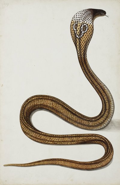 En kobra (Maja tripudians) med huva spridd, 1785-89 (ogenomskinlig wc på papper) av Indian School