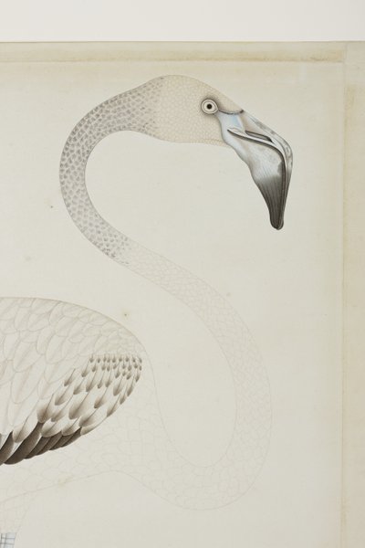 En flamingo, detalj, ca 1780 (ogenomskinlig wc på papper) av Indian School
