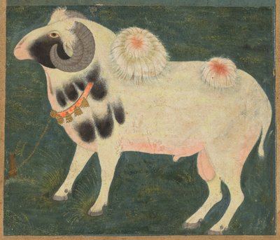 En kunglig bagge med guldkedja, ca. 1585 (ogenomskinlig akvarell & guld på papper) av Indian School