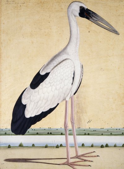 En stork med öppen näbb, ca. 1780 av Indian School