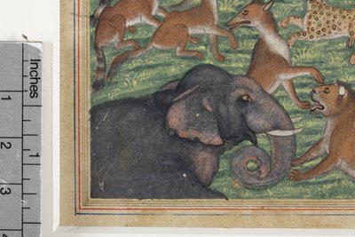 Detalj från The Jackal who Pronounced Himself King, c.1560-65 (ogenomskinlig wc & guld på papper) av Indian School