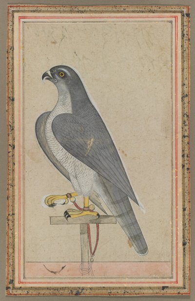 Falcon, ca 1770 (täckande akvarell på papper) av Indian School
