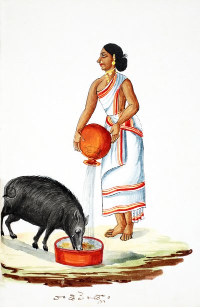 Mata en vild gris (wc på papper) av Indian School