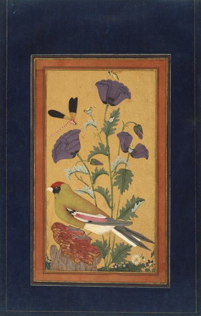 Finch, vallmo, trollslända och bi, 1650-70 (ogenomskinlig wc och guld på papper) av Indian School