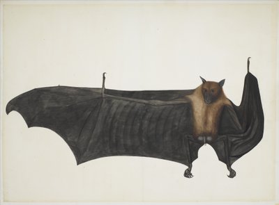 Great Indian Fruit Bat, ca 1777-82 (penna, bläck och akvarell på papper) av Indian School