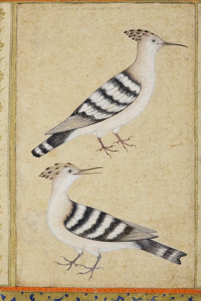 Hoopoes, ca 1590 (ogenomskinlig wc & guld på papper) av Indian School