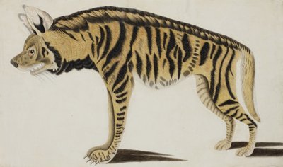 Hyena, efter 1794 (ogenomskinlig wc på papper) av Indian School