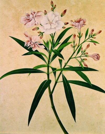 Oleander, ca 1840 (gouache) av Indian School