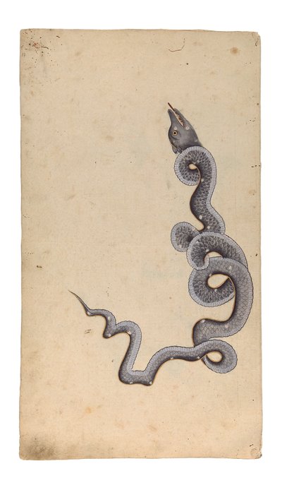 The Constellation of the Dragon: al-Tinnin, 1740 (ogenomskinlig wc, bläck och guld på papper) av Indian School