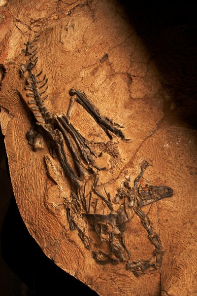 En tandlös ceratosaurie vid institutet för paleontologi och paleoantropologi i Xiaotangshan, norra Peking, Kina. av Ira Block
