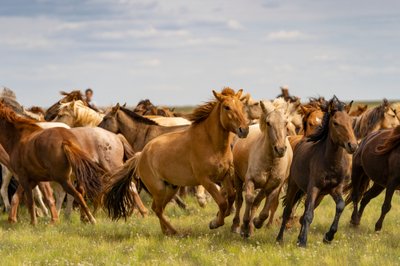 En flock hästar i södra Gobiöknen, Mongoliet, 2018 (foto) av Ira Block