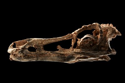 Alvarezsaur-liknande dinosauriekranium vid IVPP i Peking, Kina. av Ira Block