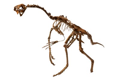 En nästan komplett Oviraptor från Mongoliet. av Ira Block