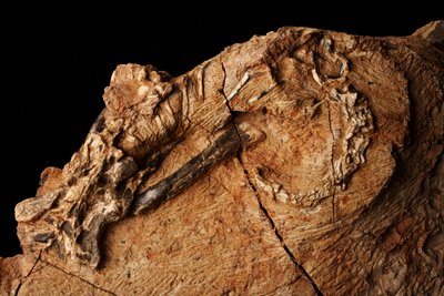 En okänd dinosaurie vid Institute of Vertebrate Paleontology and Paleoanthropology i Xiaotangshan, norra Peking, Kina. av Ira Block