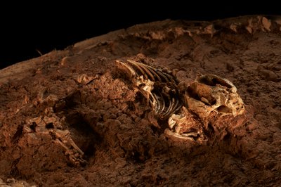 Vid IVPP:s satellitanläggning i norra Peking, Tritylodonts, den sista av de däggdjursliknande reptilerna. av Ira Block