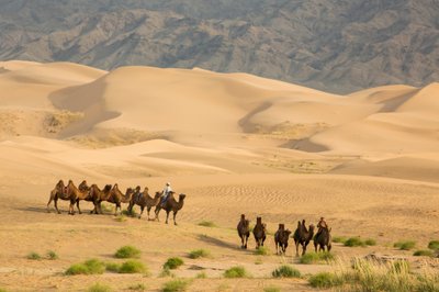 Karavan med baktriska kameler i södra Gobiöknen, Mongoliet, 2013 (foto) av Ira Block